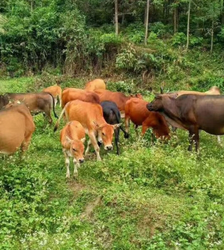 廣西生態黃牛