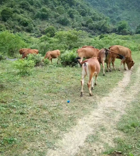 湖南黃牛
