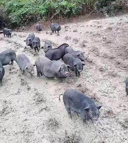 桂林生態豬