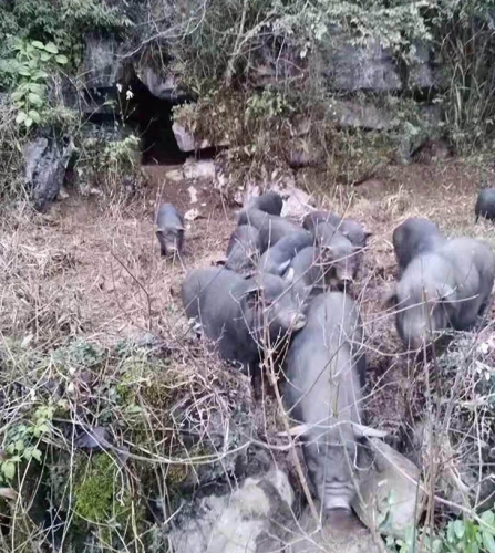 桂林生態養豬