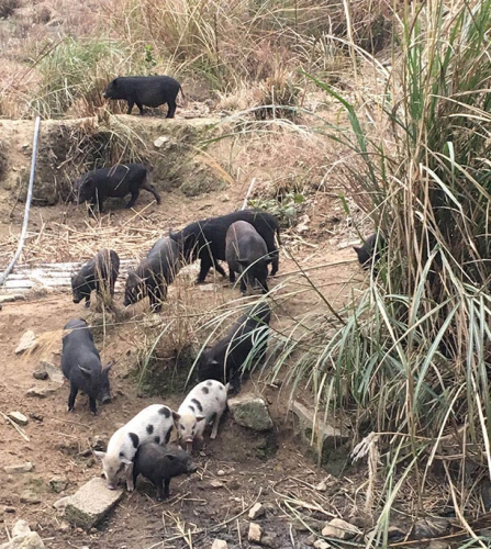 河池生態黑豬