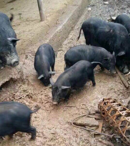 桂林生態黑豬肉